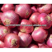 fresh onion